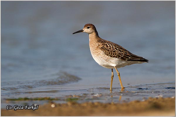 509_ruff.jpg - Ruff,  Philomachus pugnax,Sprudnik ubojica, Mesto - Location: Rusanda, Serbia