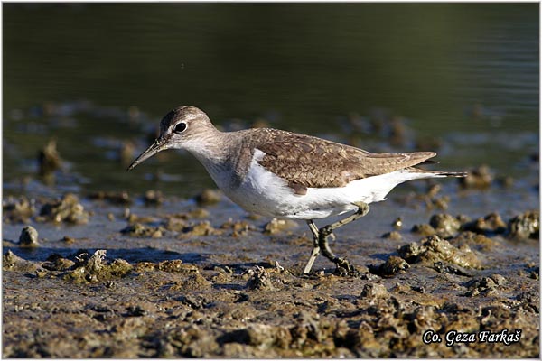 570_common_sandpiper.jpg - Common Sandpiper, Actitis hypoleucos, Polojka, Location: Koviljski rit, Serbia