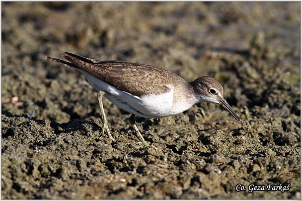 571_common_sandpiper.jpg - Common Sandpiper, Actitis hypoleucos, Polojka, Location: Koviljski rit, Serbia