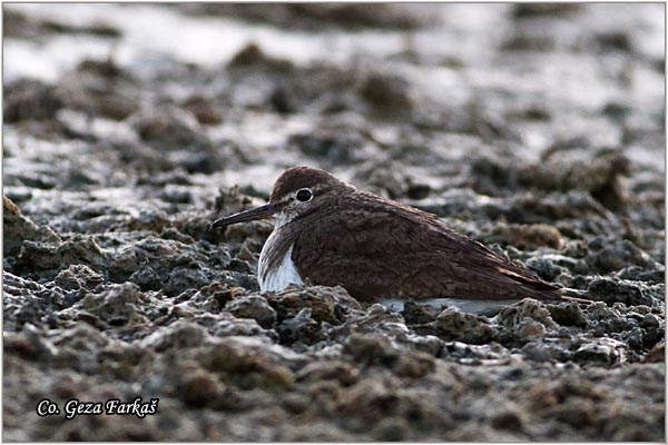 572_common_sandpiper.jpg - Common Sandpiper, Actitis hypoleucos, Polojka, Location: Koviljski rit, Serbia