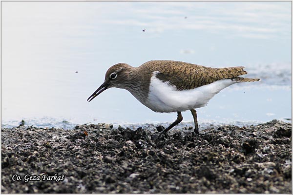 576_common_sandpiper.jpg - Common Sandpiper, Actitis hypoleucos, Polojka, Location: Palic lake, Serbia