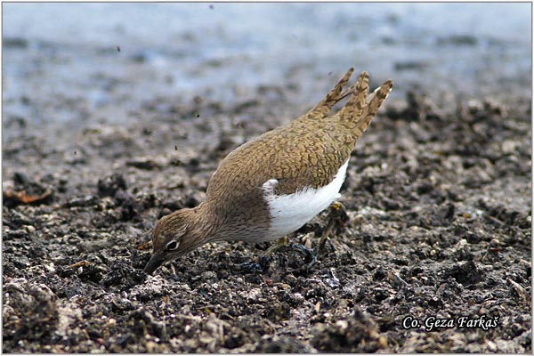 577_common_sandpiper.jpg - Common Sandpiper, Actitis hypoleucos, Polojka, Location: Palic lake, Serbia