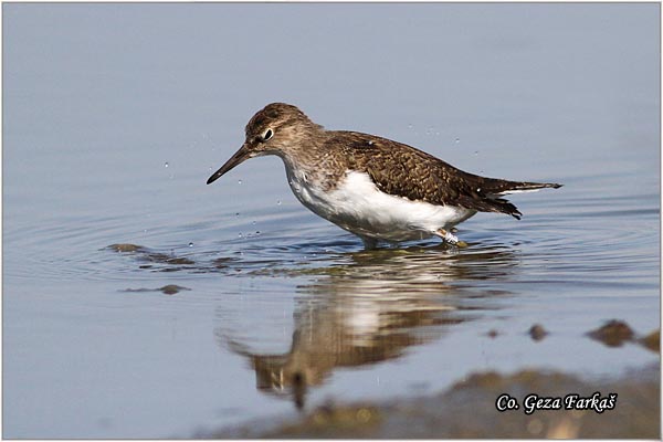 578_common_sandpiper.jpg - Common Sandpiper, Actitis hypoleucos, Polojka, Location: Rusanda, Serbia