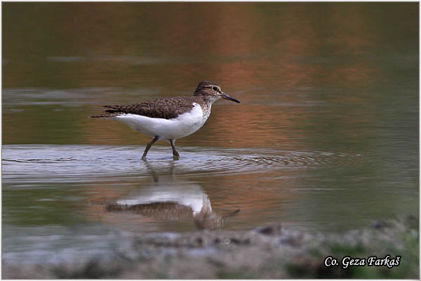 579_common_sandpiper.jpg - Common Sandpiper, Actitis hypoleucos, Polojka, Location: Rusanda, Serbia