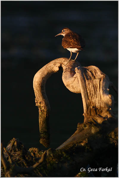 580_common_sandpiper.jpg - Common Sandpiper, Actitis hypoleucos, Polojka, Location: Dubovac, Serbia