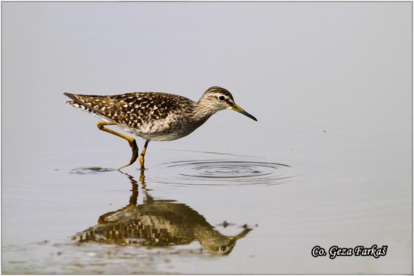 600_wood_sandpiper.jpg - Wood Sandpiper, Tringa glareola, Sprudnik migavac, Location: Temerin, Serbia