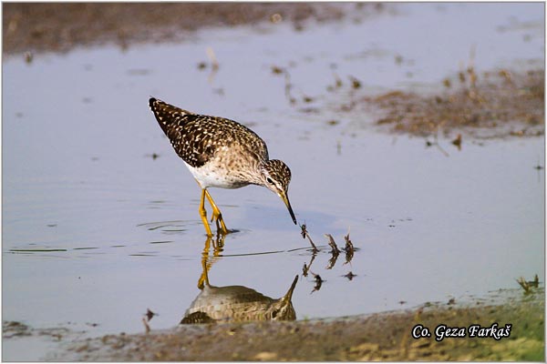 601_wood_sandpiper.jpg - Wood Sandpiper, Tringa glareola, Sprudnik migavac, Location: Temerin, Serbia