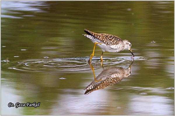 602_wood_sandpiper.jpg - Wood Sandpiper, Tringa glareola, Sprudnik migavac, Location: Temerin, Serbia