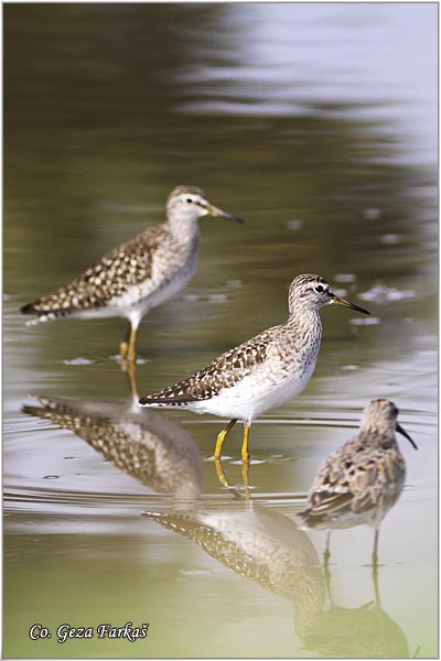 603_wood_sandpiper.jpg - Wood Sandpiper, Tringa glareola, Sprudnik migavac, Location: Temerin, Serbia