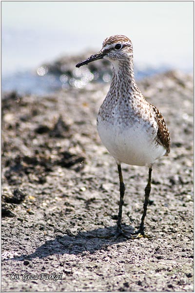 604_wood_sandpiper.jpg - Wood Sandpiper, Tringa glareola, Sprudnik migavac, Location: Palic lake, Serbia