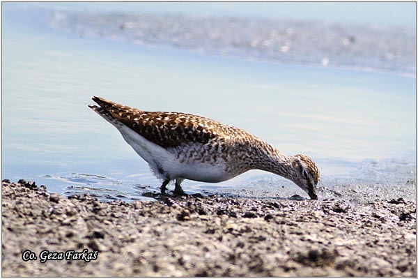 605_wood_sandpiper.jpg - Wood Sandpiper, Tringa glareola, Sprudnik migavac, Location: Palic lake, Serbia