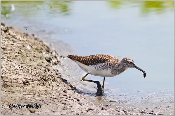 606_wood_sandpiper.jpg - Wood Sandpiper, Tringa glareola, Sprudnik migavac, Location: Palic lake, Serbia