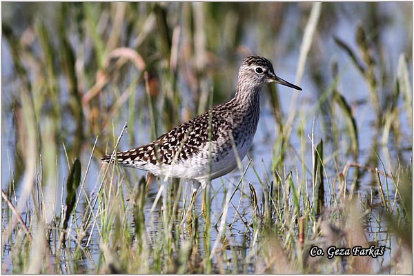 607_wood_sandpiper.jpg - Wood Sandpiper, Tringa glareola, Sprudnik migavac, Location: Koviljski rit, Serbia