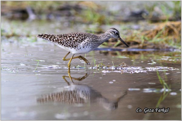 608_wood_sandpiper.jpg - Wood Sandpiper, Tringa glareola, Sprudnik migavac, Location: Koviljski rit, Serbia