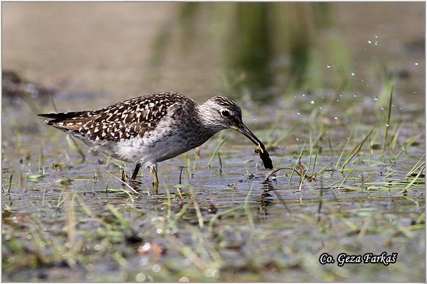 609_wood_sandpiper.jpg - Wood Sandpiper, Tringa glareola, Sprudnik migavac, Location: Koviljski rit, Serbia