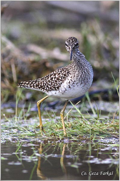 610_wood_sandpiper.jpg - Wood Sandpiper, Tringa glareola, Sprudnik migavac, Location: Koviljski rit, Serbia