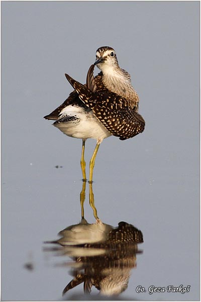 611_wood_sandpiper.jpg - Wood Sandpiper, Tringa glareola, Sprudnik migavac, Location: Temerin, Serbia