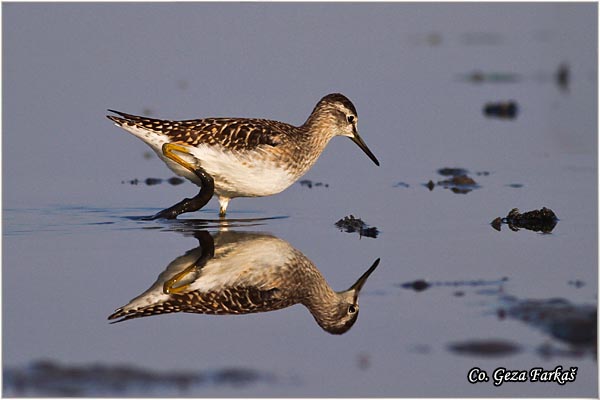 612_wood_sandpiper.jpg - Wood Sandpiper, Tringa glareola, Sprudnik migavac, Location: Temerin, Serbia