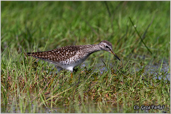 613_wood_sandpiper.jpg - Wood Sandpiper, Tringa glareola, Sprudnik migavac, Location: Koviljski rit, Serbia