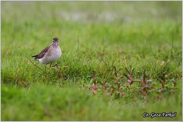 614_wood_sandpiper.jpg - Wood Sandpiper, Tringa glareola, Sprudnik migavac, Location: Koviljski rit, Serbia