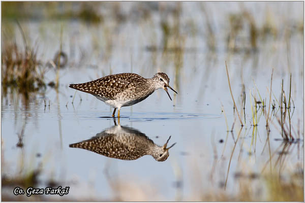 615_wood_sandpiper.jpg - Wood Sandpiper, Tringa glareola, Sprudnik migavac, Location: Koviljski rit, Serbia