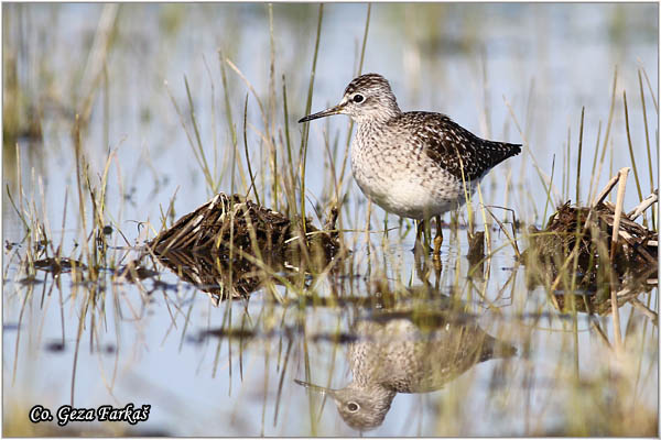 616_wood_sandpiper.jpg - Wood Sandpiper, Tringa glareola, Sprudnik migavac, Location: Koviljski rit, Serbia