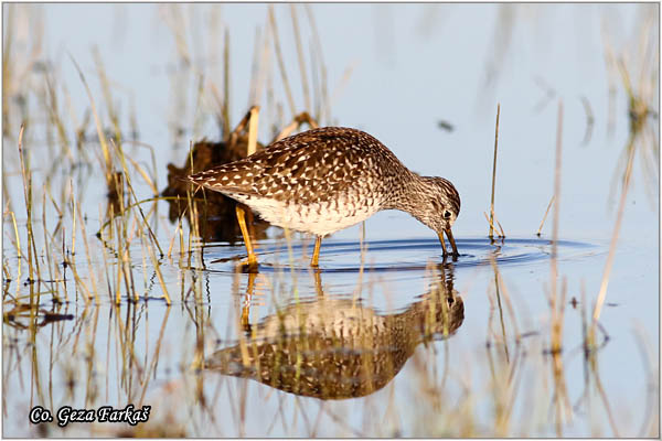 617_wood_sandpiper.jpg - Wood Sandpiper, Tringa glareola, Sprudnik migavac, Location: Koviljski rit, Serbia