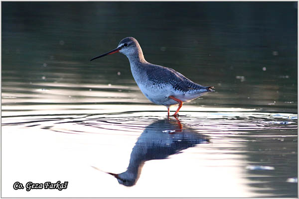 686_spotted_redshank.jpg - Spotted Redshank, Tringa erythropus , Crni sprudnik, Mesto - Location: Koviljski rit, Serbia