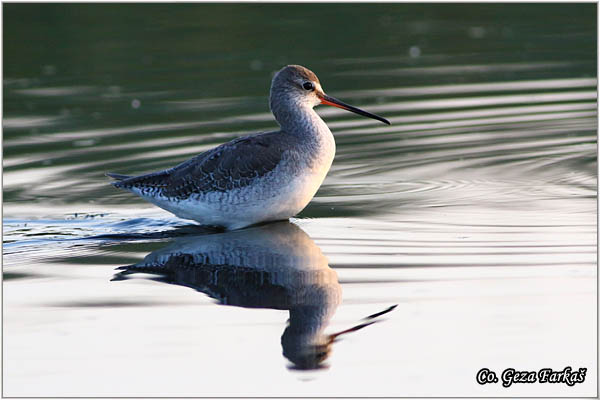 687_spotted_redshank.jpg - Spotted Redshank, Tringa erythropus , Crni sprudnik, Mesto - Location: Koviljski rit, Serbia