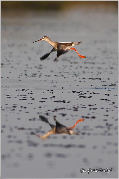 688_spotted_redshank.jpg - Spotted Redshank, Tringa erythropus , Crni sprudnik, Location: Rusanda, Srbija