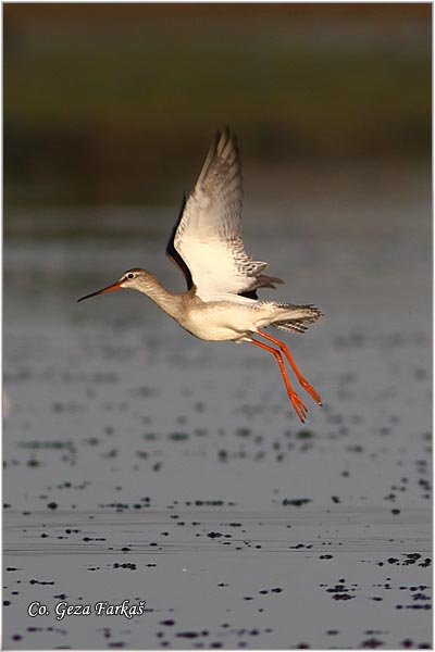 689_spotted_redshank.jpg - Spotted Redshank, Tringa erythropus , Crni sprudnik, Location: Koviljski rit, Srbija