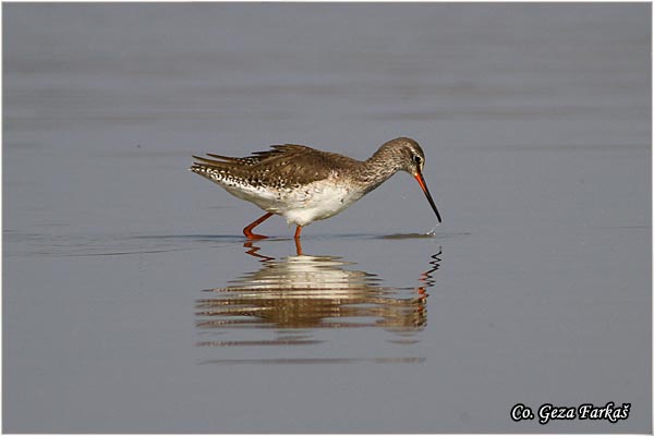 690_spotted_redshank.jpg - Spotted Redshank, Tringa erythropus , Crni sprudnik, Mesto - Location: Rusanda, Serbia