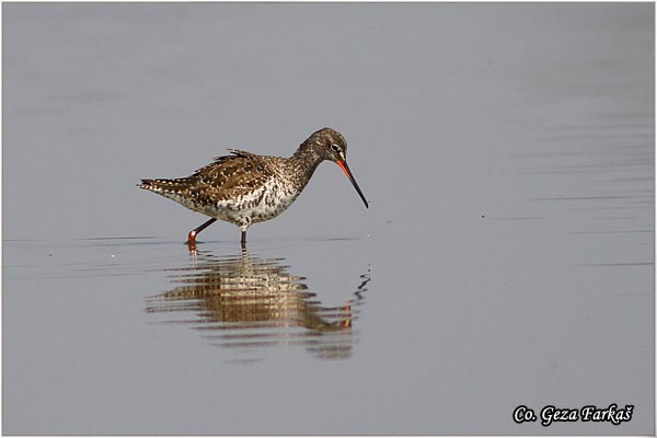 691_spotted_redshank.jpg - Spotted Redshank, Tringa erythropus , Crni sprudnik, Mesto - Location: Rusanda, Serbia