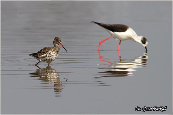 692_spotted_redshank.jpg - Spotted Redshank, Tringa erythropus , Crni sprudnik, Mesto - Location: Rusanda, Serbia