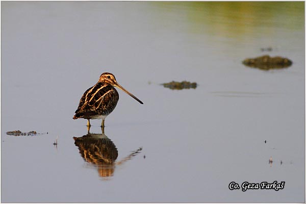 704_common_snipe.jpg - Common Snipe, Gallinago gallinago, Barska ljuka, Location: Rusanda, Serbia