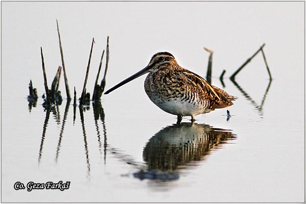 705_common_snipe.jpg - Common Snipe, Gallinago gallinago, Barska ljuka, Location: Rusanda, Serbia