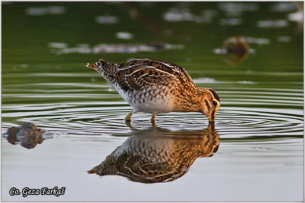 706_common_snipe.jpg - Common Snipe, Gallinago gallinago, Barska ljuka, Location: Koviljski rit, Serbia