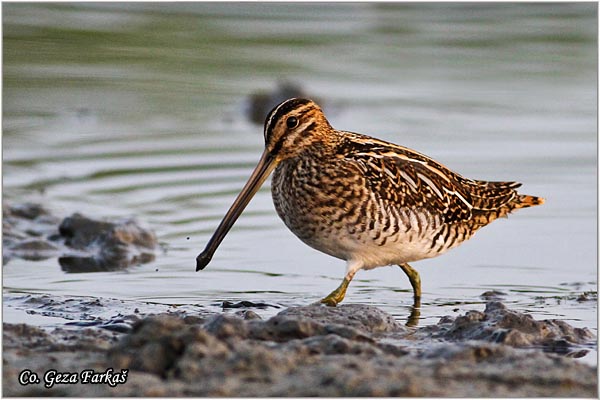 707_common_snipe.jpg - Common Snipe, Gallinago gallinago, Barska ljuka, Location: Koviljski rit, Serbia