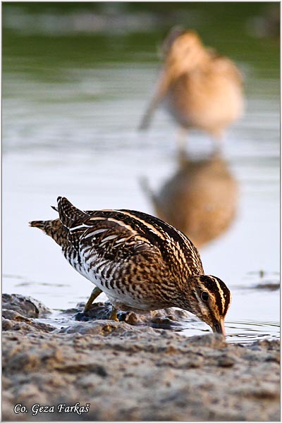 708_common_snipe.jpg - Common Snipe, Gallinago gallinago, Barska ljuka, Location: Koviljski rit, Serbia