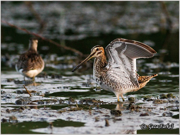 709_common_snipe.jpg - Common Snipe, Gallinago gallinago, Barska ljuka, Location: Koviljski rit, Serbia