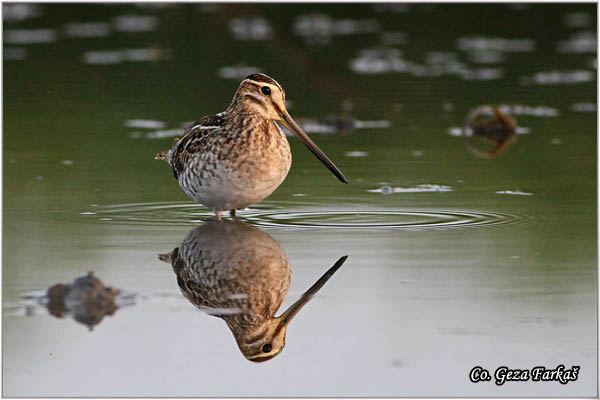 710_common_snipe.jpg - Common Snipe, Gallinago gallinago, Barska ljuka, Location: Koviljski rit, Serbia