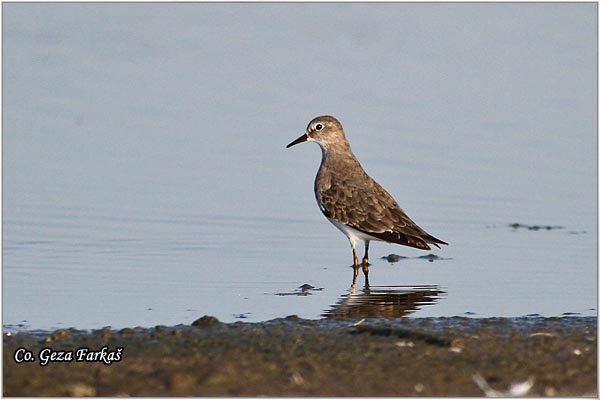 750_temmincks_stint.jpg - Temminck's Stint, Calidris temminckii, Seda sprutka, Mesto - Location: Banja Rusanda, Serbia