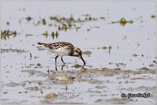 800_broad_billed_sandpiper.jpg - Broad-billed Sandpiper, Limicola falcinellus,  Pljosnokljuna sprutka, Mesto - Location: Slano kopovo, Serbia