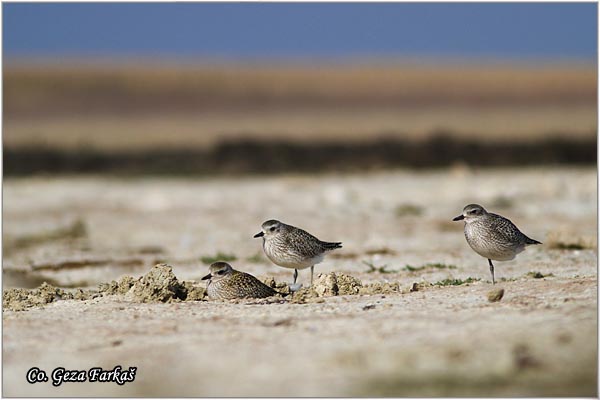 830_grey_plover.jpg - Grey Plove, Pluvialis squatarola, Srebrni vivak, Mesto - Location: Rusanda, Serbia