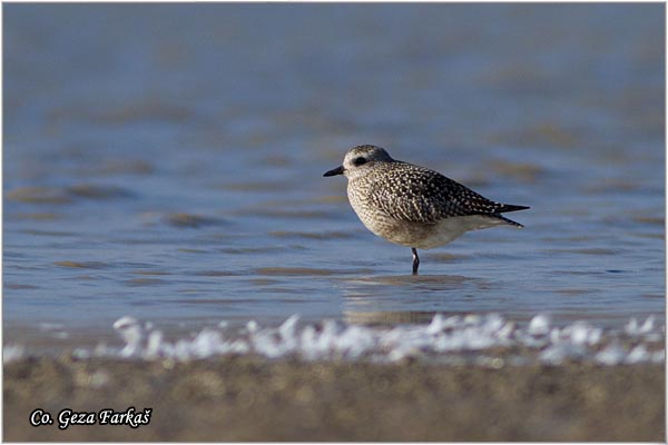 831_grey_plover.jpg - Grey Plove, Pluvialis squatarola, Srebrni vivak, Mesto - Location: Rusanda, Serbia