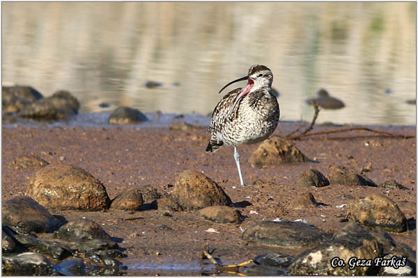 850_whimbrel.jpg - Whimbrel, Numenius phaeopus,  Mala carska sljuka, Mesto - Location: Gran Canaria, Spain