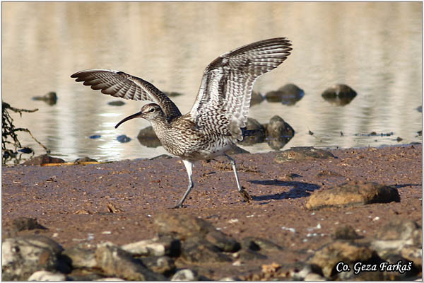 851_whimbrel.jpg - Whimbrel, Numenius phaeopus,  Mala carska sljuka, Mesto - Location: Gran Canaria, Spain