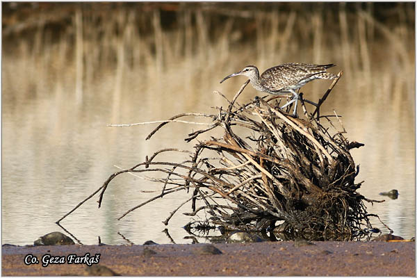 852_whimbrel.jpg - Whimbrel, Numenius phaeopus,  Mala carska sljuka, Mesto - Location: Gran Canaria, Spain