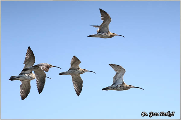 900_eurasian_curlew.jpg - Eurasian curlew, Numenius arquata, Carska ljuka, Mesto - Location: Novi Sad, Serbia