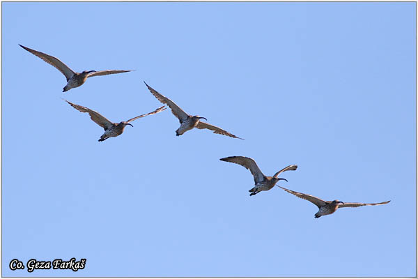 901_eurasian_curlew.jpg - Eurasian curlew, Numenius arquata, Carska ljuka, Mesto - Location: Becej, Serbia